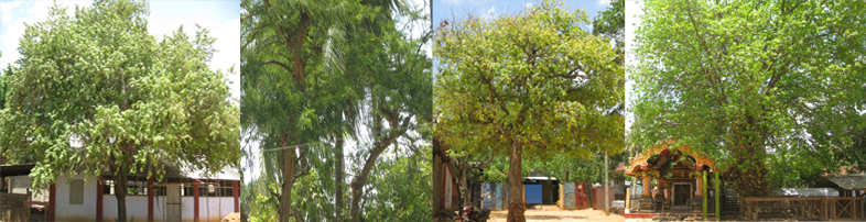 விருட்சம்கள் - தலவிருட்சம்கள் inuvil kanthan